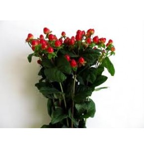 ΠΙΠΕΡΙΚΟΥΜ ΚΟΚΚΙΝΟ HYPERICUM MAGICAL TRIUMPH